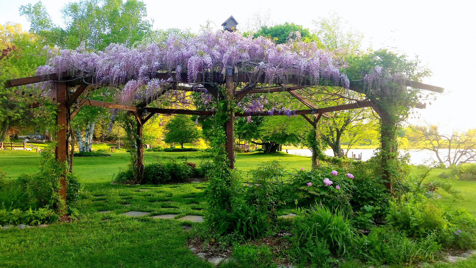 WISTERIA IN BLOOM ATOP FLOWERING GAZEBO; TREE PEONY IN BLOOM